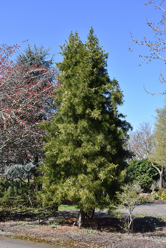 Japanese Umbrella Pine (Sciadopitys verticillata) at Skillins Greenhouse