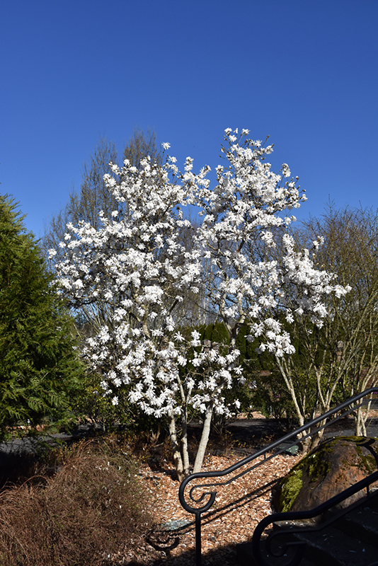 Royal Star Magnolia (Magnolia stellata 'Royal Star') at Skillins Greenhouse