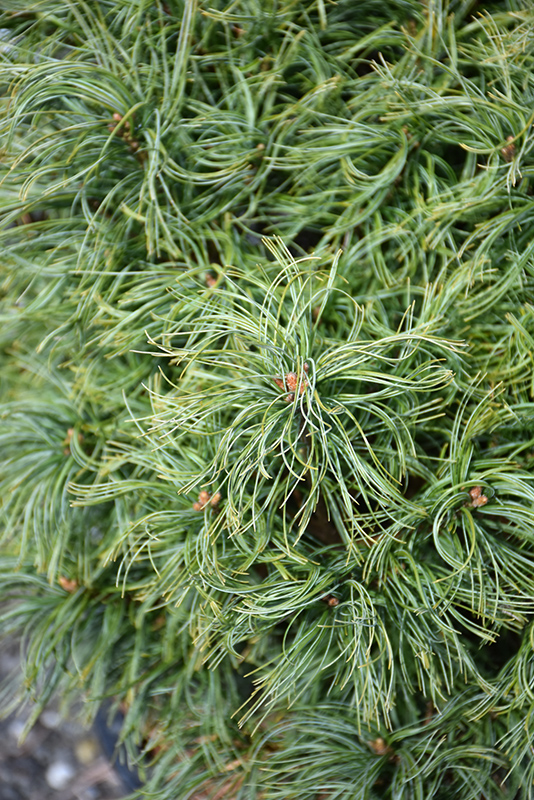 Mini Twists White Pine (Pinus strobus 'Mini Twists') at Skillins Greenhouse