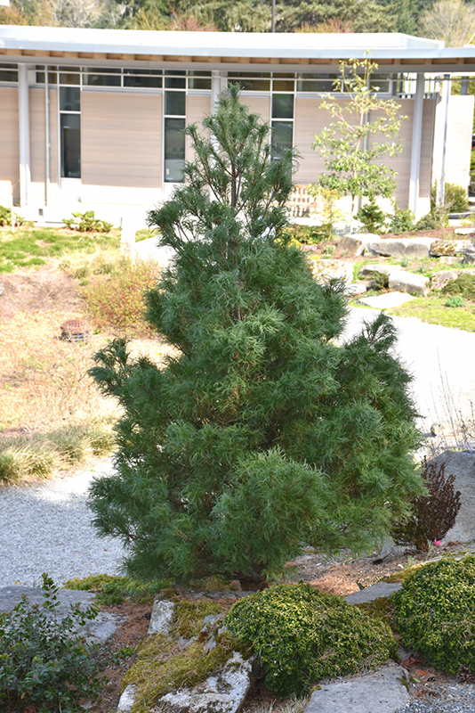 Mini Twists White Pine (Pinus strobus 'Mini Twists') at Skillins Greenhouse