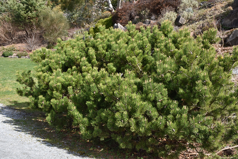Compact Mugo Pine (Pinus mugo 'var. mughus') at Skillins Greenhouse