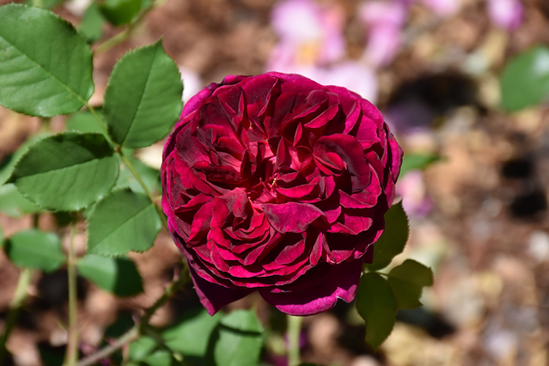 Munstead Rose (Rosa 'Ausbernard') at Skillins Greenhouse