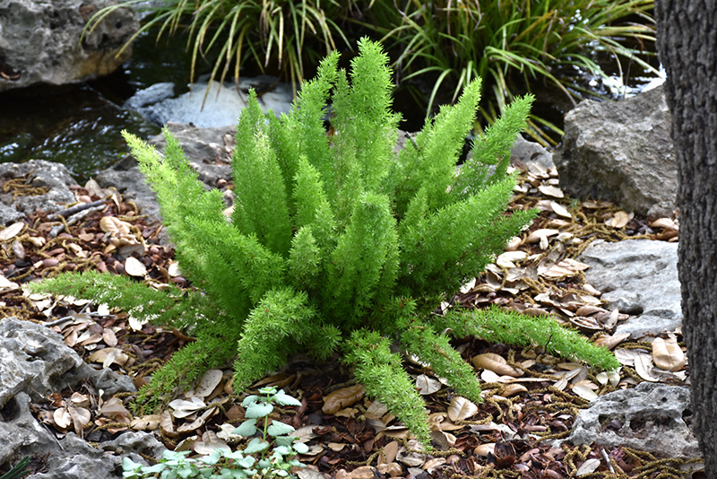 Myers Foxtail Fern (Asparagus densiflorus 'Myers') at Skillins Greenhouse