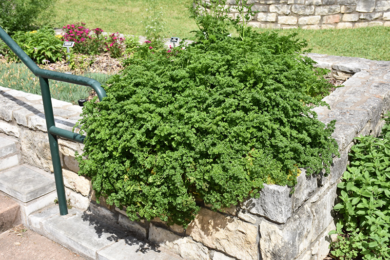 Parsley (Petroselinum crispum) at Skillins Greenhouse