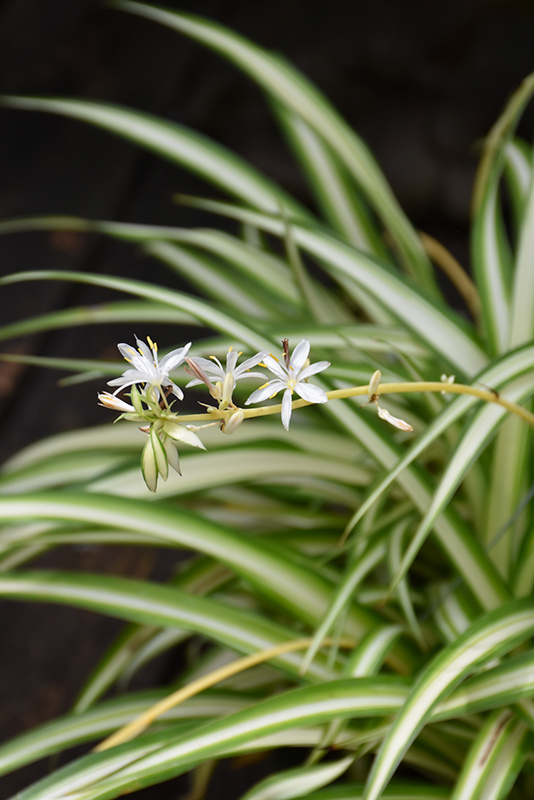 Spider Plant (Chlorophytum comosum) at Skillins Greenhouse