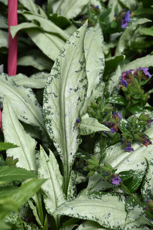 Silver Bouquet Lungwort (Pulmonaria 'Silver Bouquet') at Skillins Greenhouse