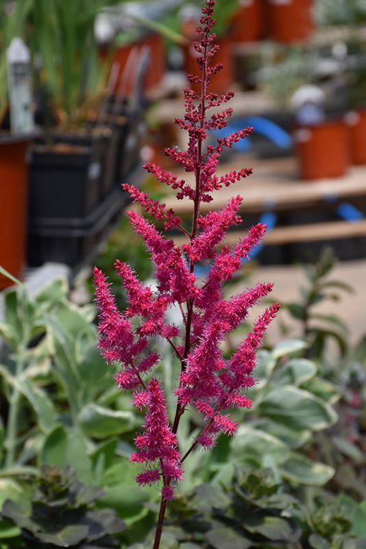 Mighty Chocolate Cherry Chinese Astilbe (Astilbe chinensis 'Mighty Chocolate Cherry') at Skillins Greenhouse