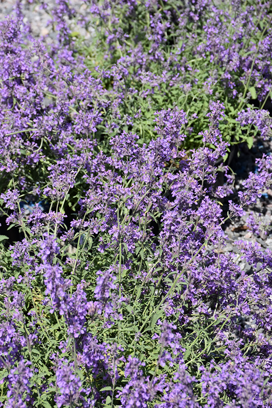 Little Trudy Catmint (Nepeta 'Psfike') at Skillins Greenhouse