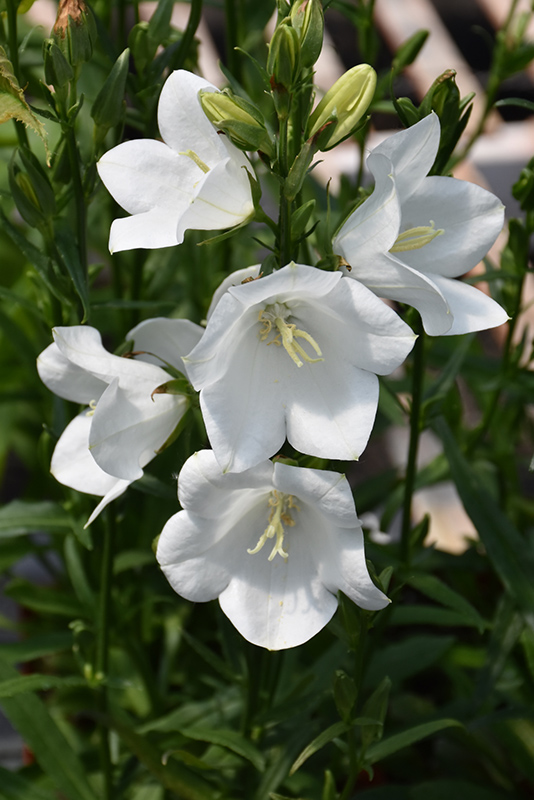 Takion White Peachleaf Bellflower (Campanula persicifolia 'Takion White') at Skillins Greenhouse