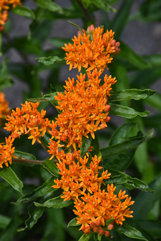 Butterfly Weed (Asclepias tuberosa) at Skillins Greenhouse