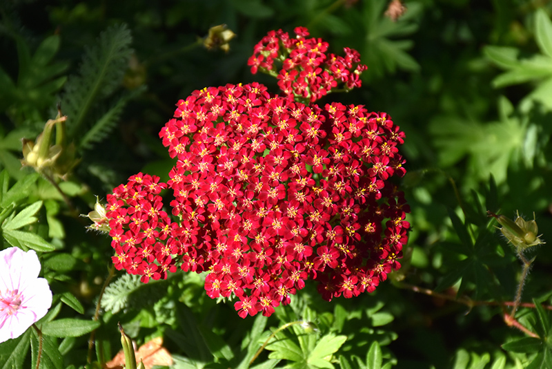 Red Velvet Yarrow (Achillea millefolium 'Red Velvet') at Skillins Greenhouse