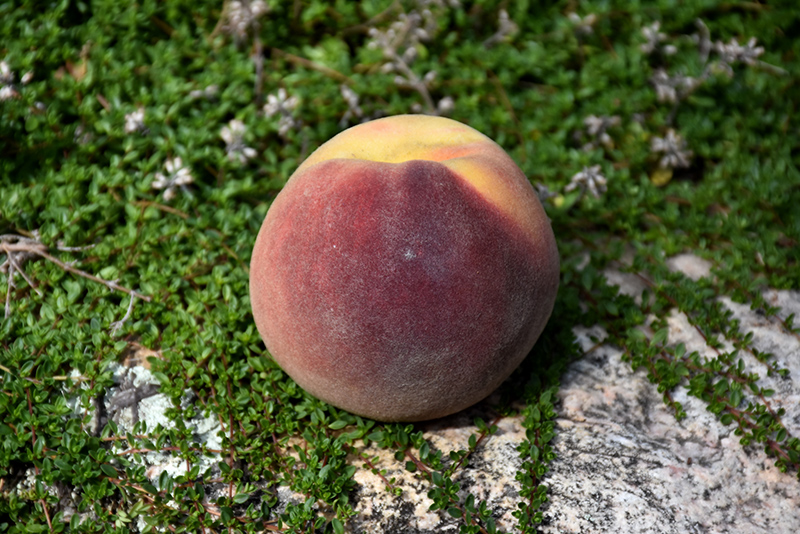 Bonanza Peach (Prunus persica 'Bonanza') at Skillins Greenhouse