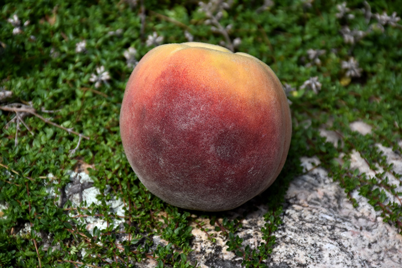 Contender Peach (Prunus persica 'Contender') at Skillins Greenhouse