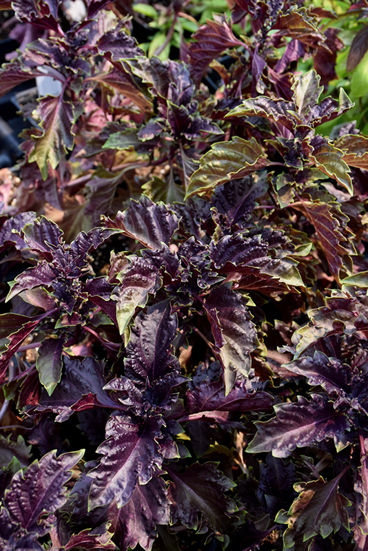 Purple Ruffles Basil (Ocimum basilicum 'Purple Ruffles') at Skillins Greenhouse