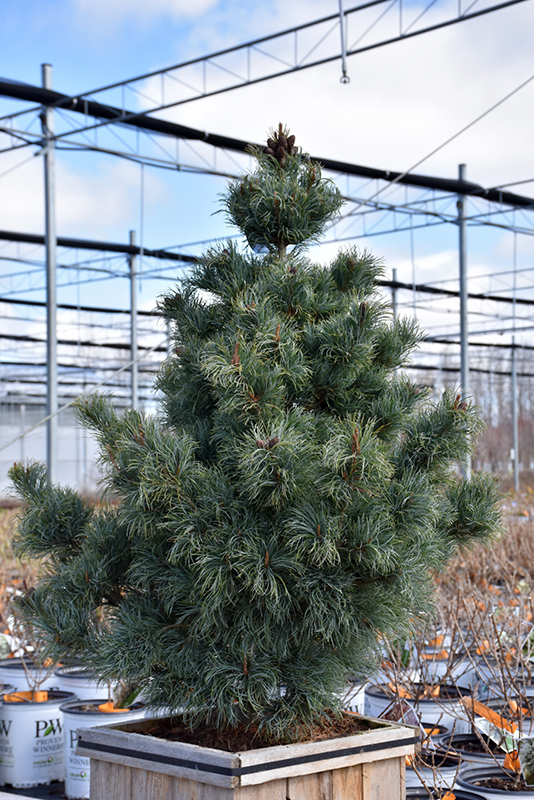 Bergman Japanese White Pine (Pinus parviflora 'Bergmani') at Skillins Greenhouse