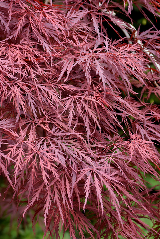 Red Dragon Japanese Maple (Acer palmatum 'Red Dragon') at Skillins Greenhouse