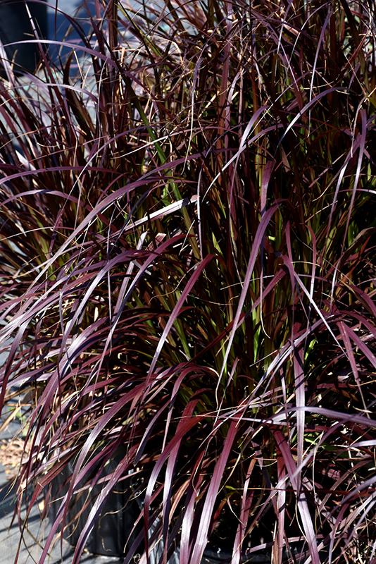 Purple Fountain Grass (Pennisetum setaceum 'Rubrum') at Skillins Greenhouse