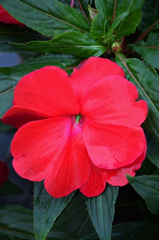 Sonic Red New Guinea Impatiens (Impatiens 'Sonic Red') at Skillins Greenhouse