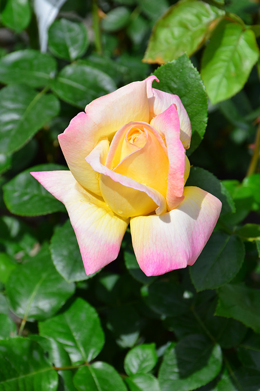 Peace Rose (Rosa 'Peace') at Skillins Greenhouse