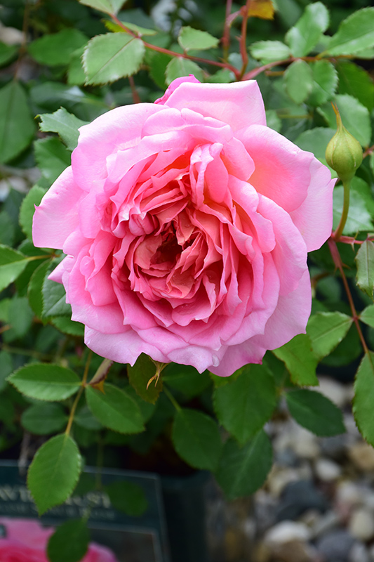 Jubilee Celebration Rose (Rosa 'Aushunter') at Skillins Greenhouse