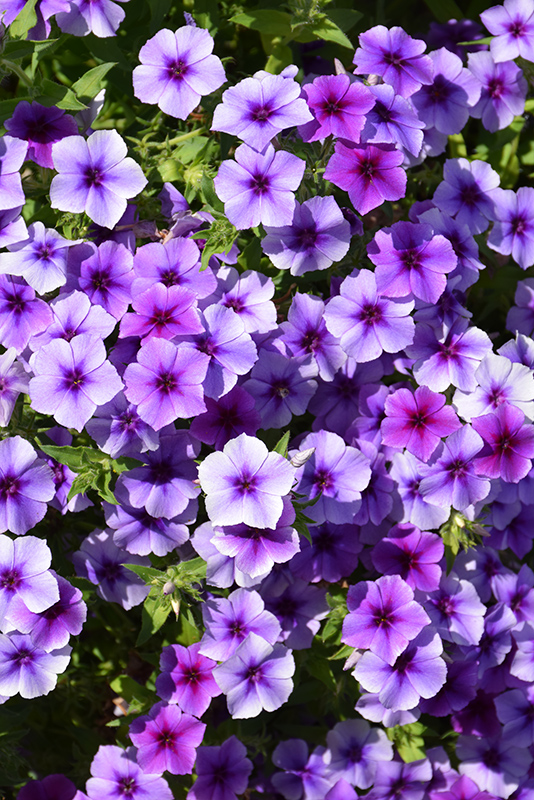 Intensia Blueberry Annual Phlox (Phlox 'Intensia Blueberry') at Skillins Greenhouse