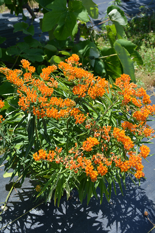 Butterfly Weed (Asclepias tuberosa) at Skillins Greenhouse