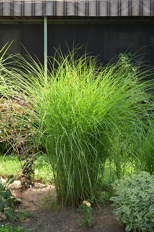 Gracillimus Maiden Grass (Miscanthus sinensis 'Gracillimus') at Skillins Greenhouse