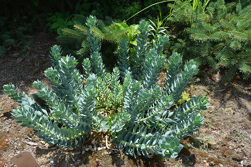 Donkey-Tail Spurge (Euphorbia myrsinites) at Skillins Greenhouse