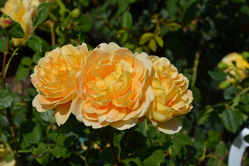 Golden Celebration Rose (Rosa 'Golden Celebration') at Skillins Greenhouse