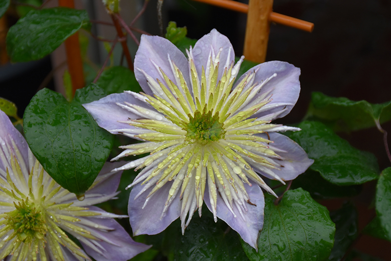 Crystal Fountain Clematis (Clematis 'Crystal Fountain') at Skillins Greenhouse