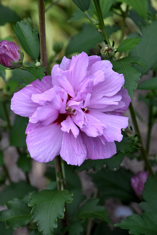 Ardens Rose of Sharon (Hibiscus syriacus 'Ardens') at Skillins Greenhouse