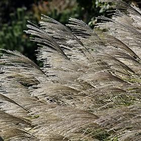Ornamental Grass Photo