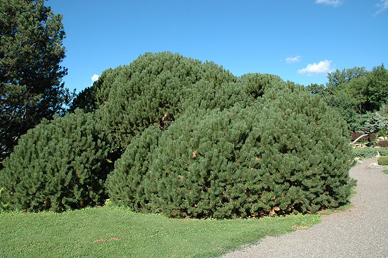 Compact Mugo Pine (Pinus mugo 'var. mughus') at Skillins Greenhouse