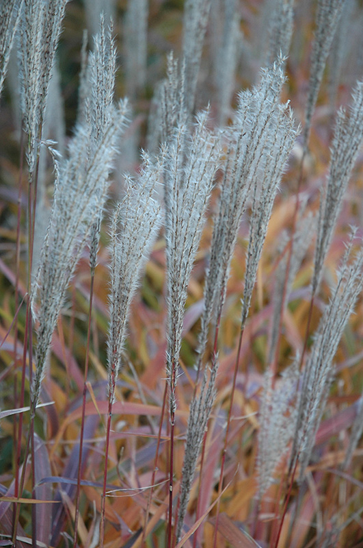 Flame Grass (Miscanthus sinensis 'Purpurascens') at Skillins Greenhouse