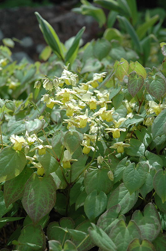 Yellow Barrenwort (Epimedium x versicolor 'Sulphureum') at Skillins Greenhouse