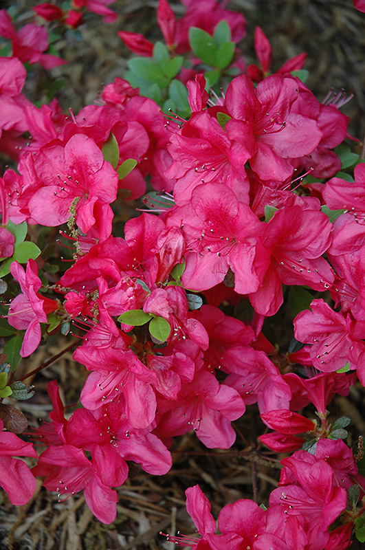 Mother's Day Azalea (Rhododendron 'Mother's Day') at Skillins Greenhouse