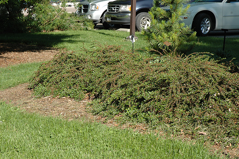 Rockspray Cotoneaster (Cotoneaster horizontalis 'var. perpusillus') at Skillins Greenhouse
