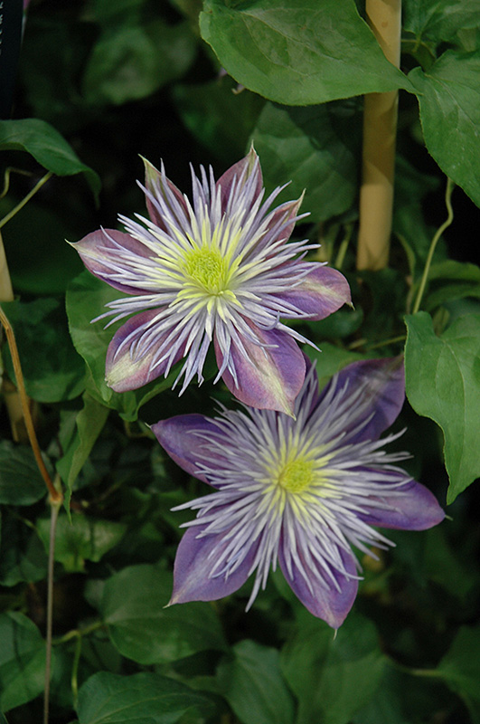Crystal Fountain Clematis (Clematis 'Crystal Fountain') at Skillins Greenhouse