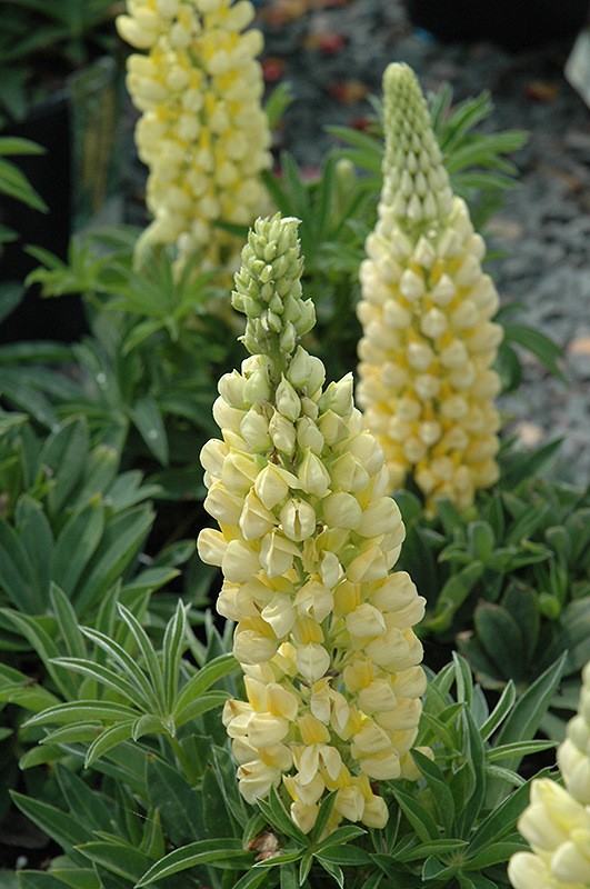 Gallery Yellow Lupine (Lupinus 'Gallery Yellow') at Skillins Greenhouse