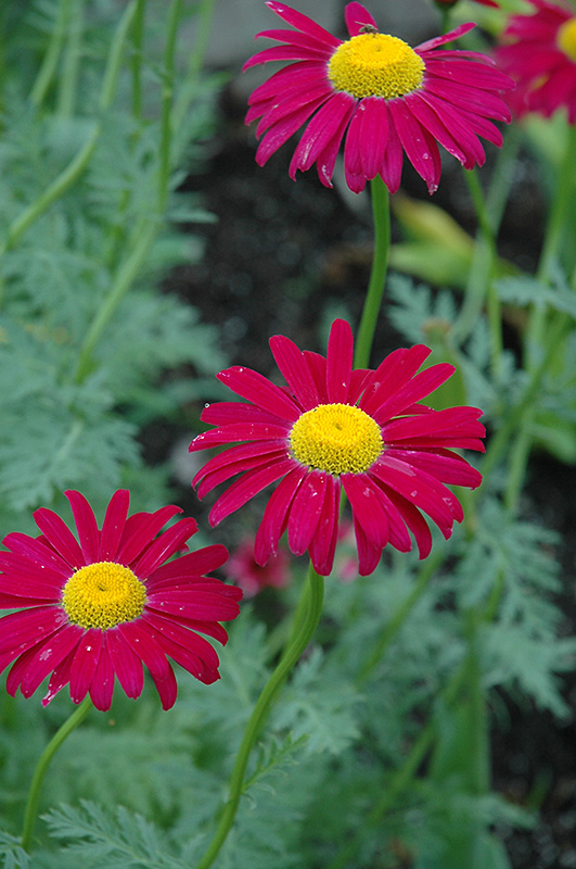 Robinson's Red Painted Daisy (Tanacetum coccineum 'Robinson's Red') at Skillins Greenhouse