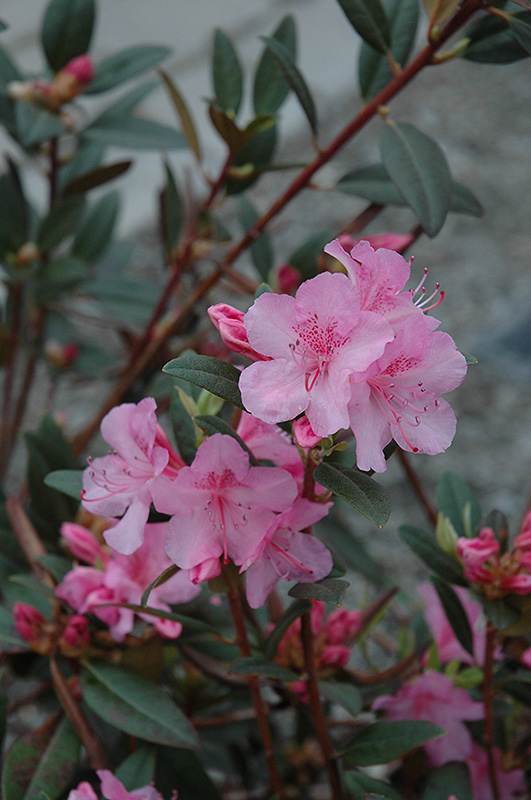 Aglo Rhododendron (Rhododendron 'Aglo') at Skillins Greenhouse