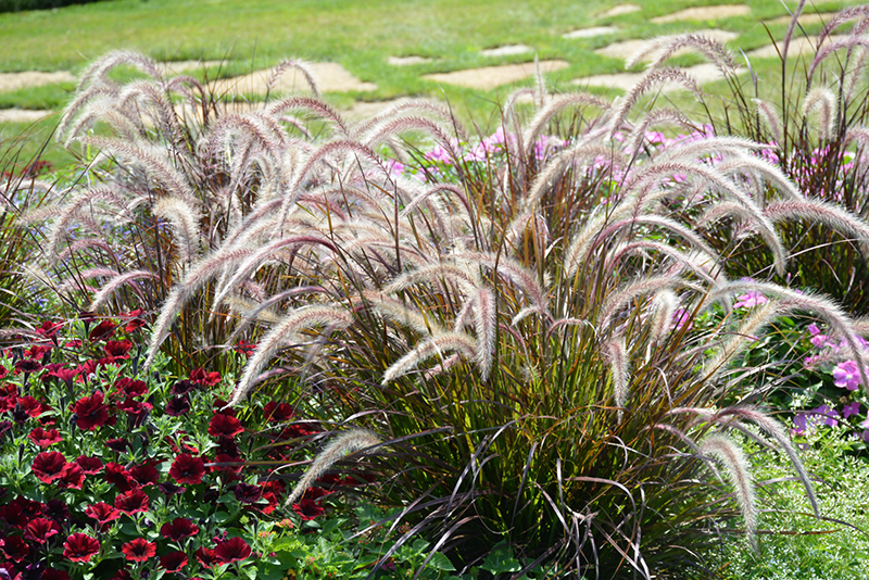 Fountain Grass (Pennisetum setaceum) at Skillins Greenhouse