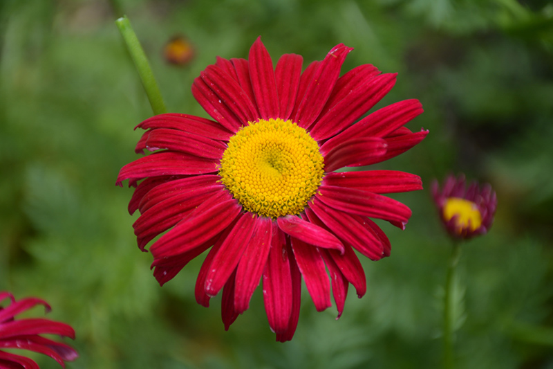 Robinson's Red Painted Daisy (Tanacetum coccineum 'Robinson's Red') at Skillins Greenhouse