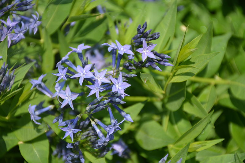 Blue Ice Star Flower (Amsonia tabernaemontana 'Blue Ice') at Skillins Greenhouse