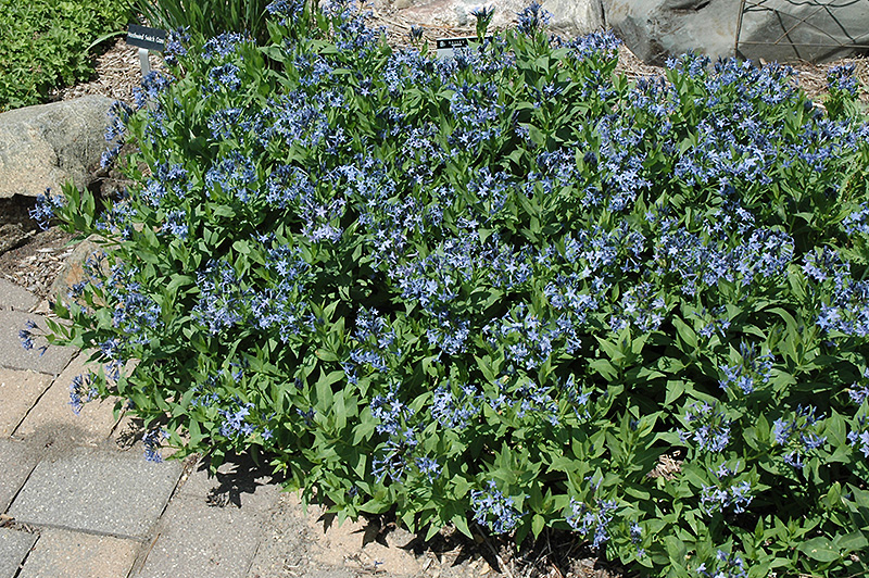 Blue Ice Star Flower (Amsonia tabernaemontana 'Blue Ice') at Skillins Greenhouse