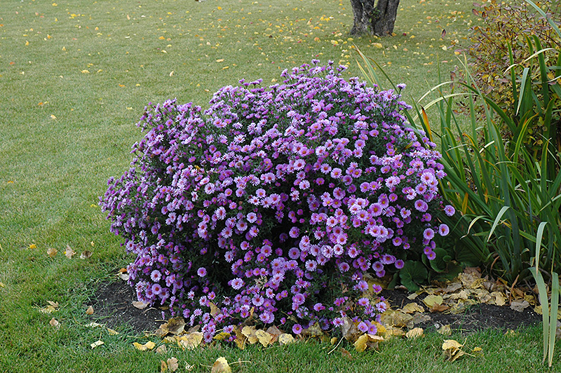 Purple Dome Aster (Aster novae-angliae 'Purple Dome') at Skillins Greenhouse