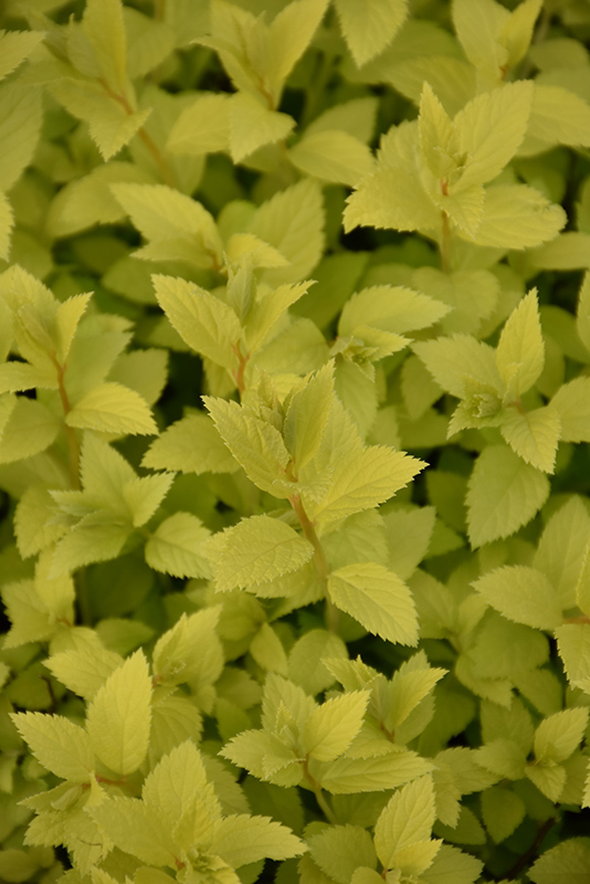 Double Play Gold Spirea (Spiraea japonica 'Yan') at Skillins Greenhouse