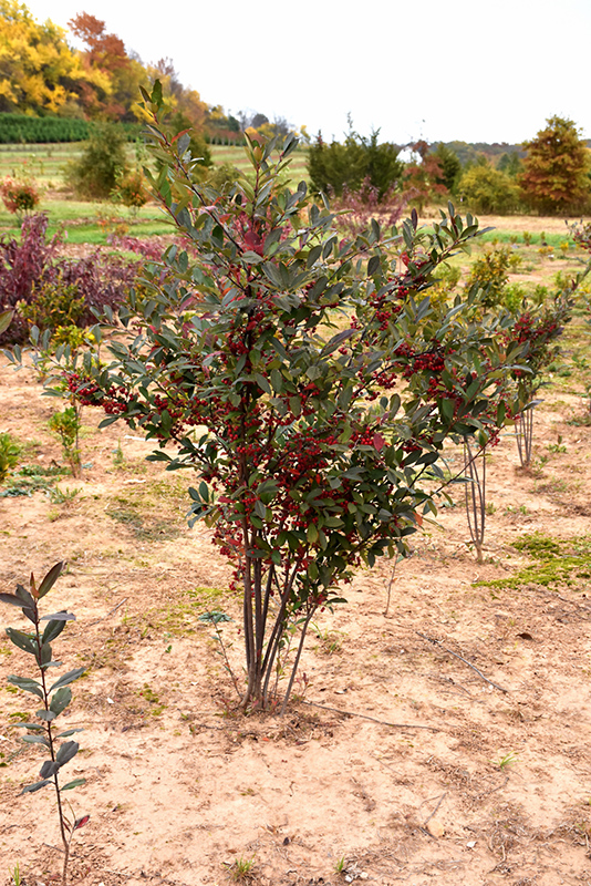 Brilliantissima Red Chokeberry (Aronia arbutifolia 'Brilliantissima') at Skillins Greenhouse