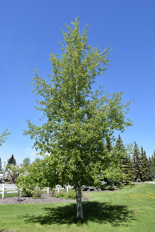 Trembling Aspen (Populus tremuloides) at Skillins Greenhouse