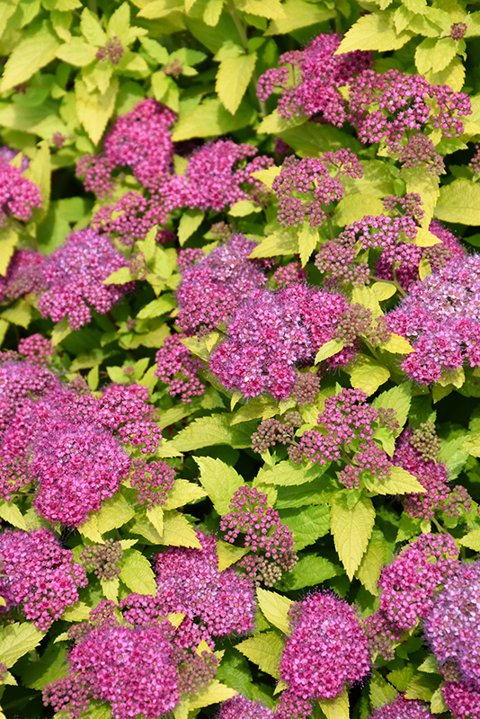 Double Play Gold Spirea (Spiraea japonica 'Yan') at Skillins Greenhouse